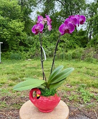 Purple flamingo orchid