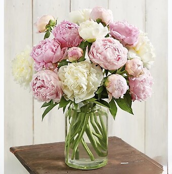 Assorted Peony Apothecary