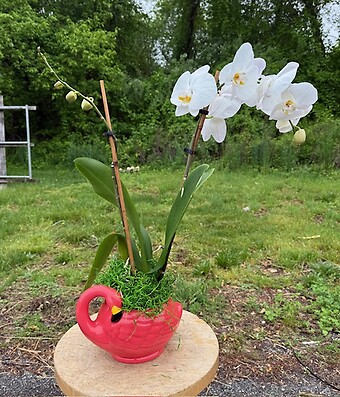 White Flamingo Orchid