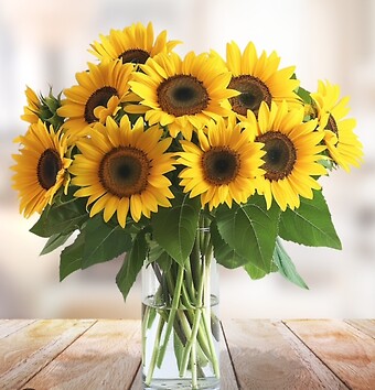 Sunflower Fields