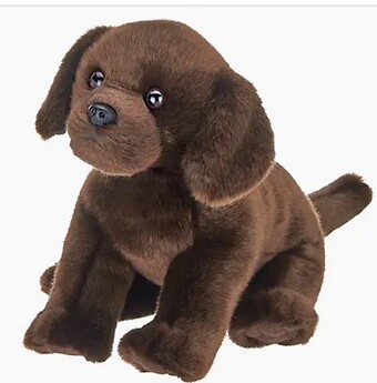 Brody the Chocolate Lab